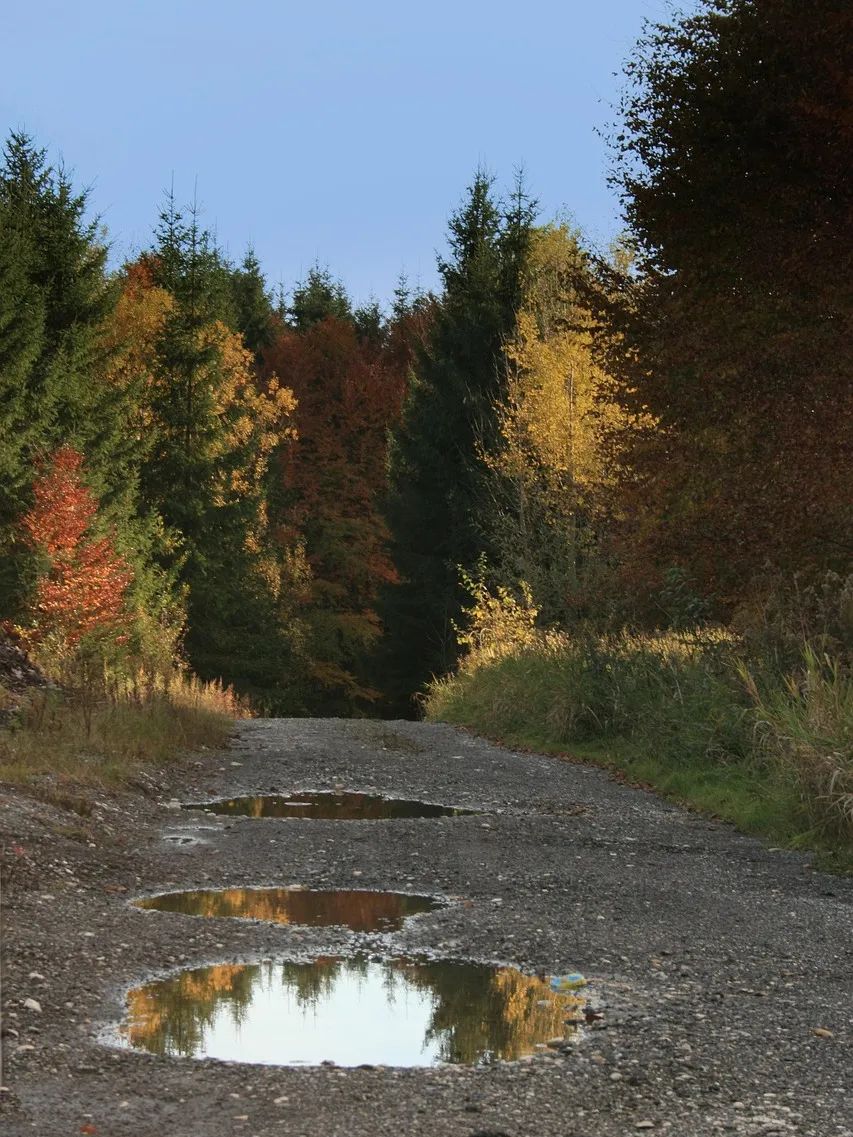autumn-forest-7539399_1280.jpg