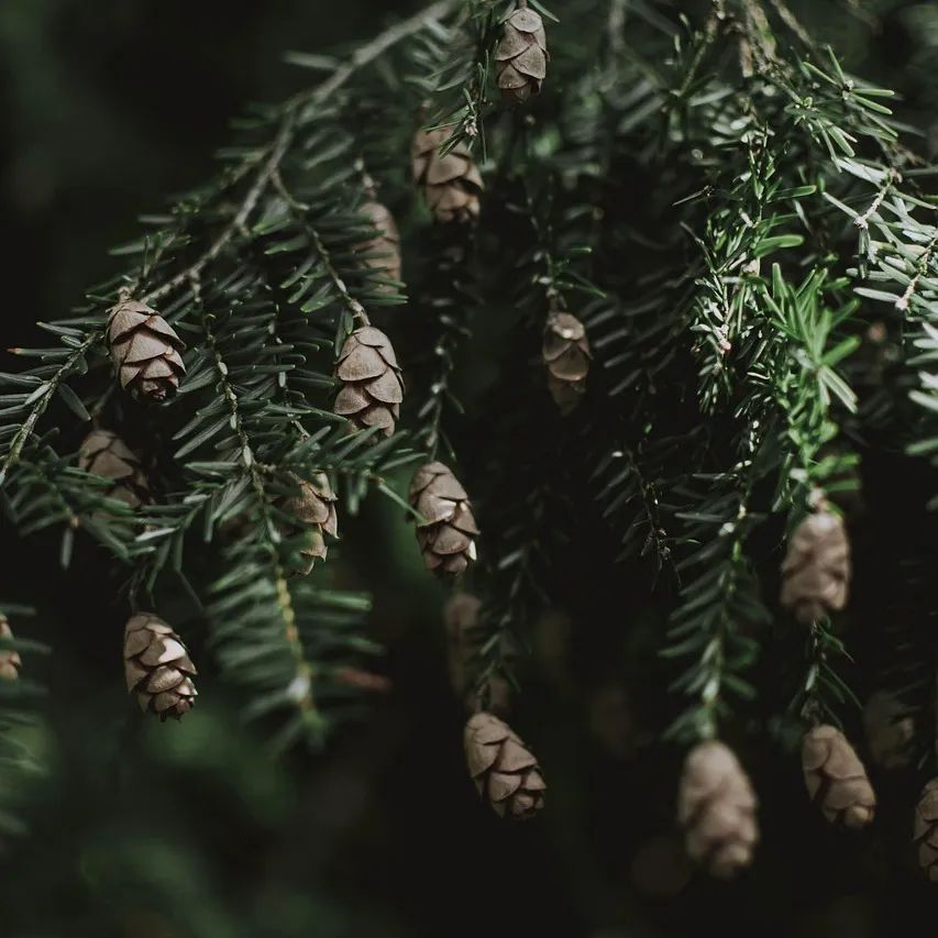 spruce-3778173_1280.jpg