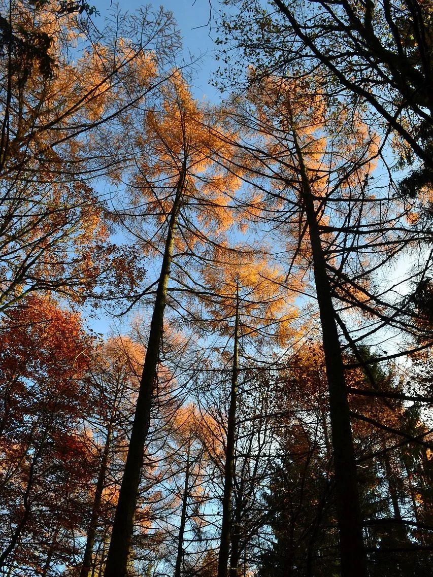 autumn-808826_1280.jpg