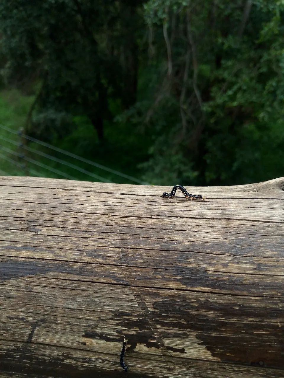 nature-5467094_1280.jpg