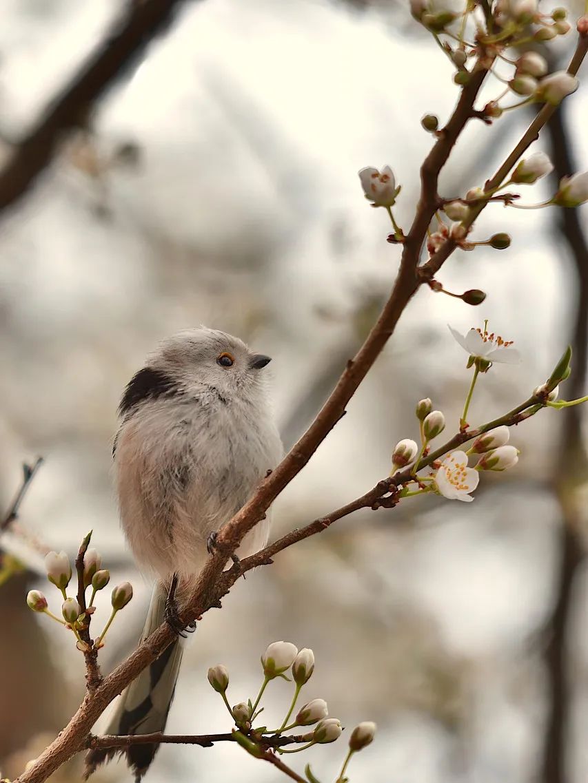 bird-8666099_1280.jpg