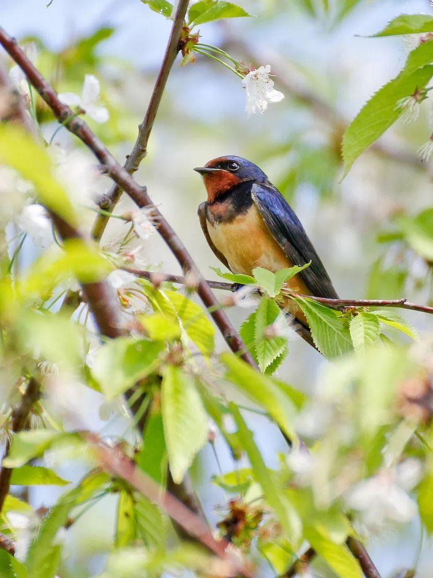 swallow-710649_1280.jpg