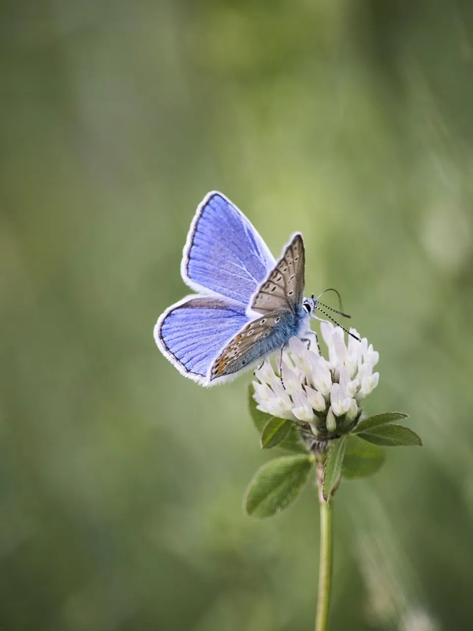butterfly-811198_1280.jpg