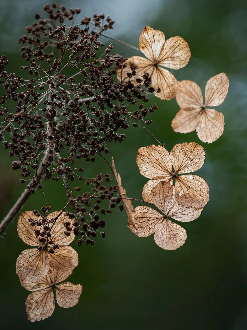 petals-5133136_1280.jpg