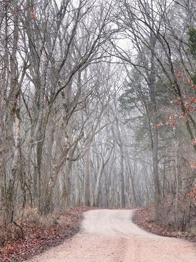 nature-6905010_1280.jpg