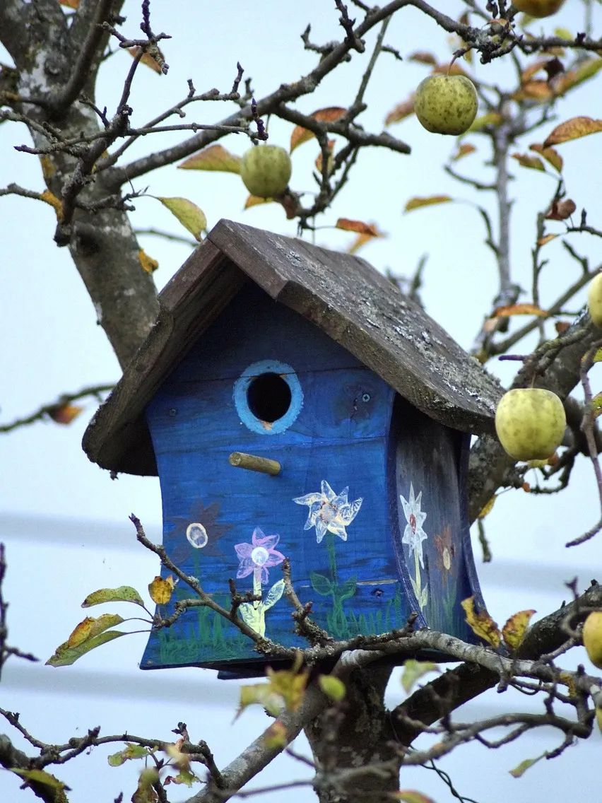 bird-feeder-3750286_1280.jpg