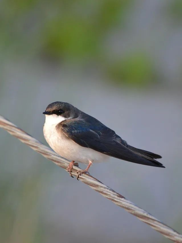 swallow-3576298_1280.jpg