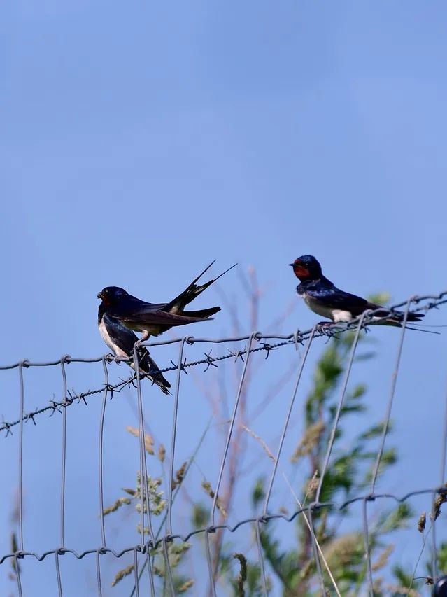 swallows-4303647_1280.jpg