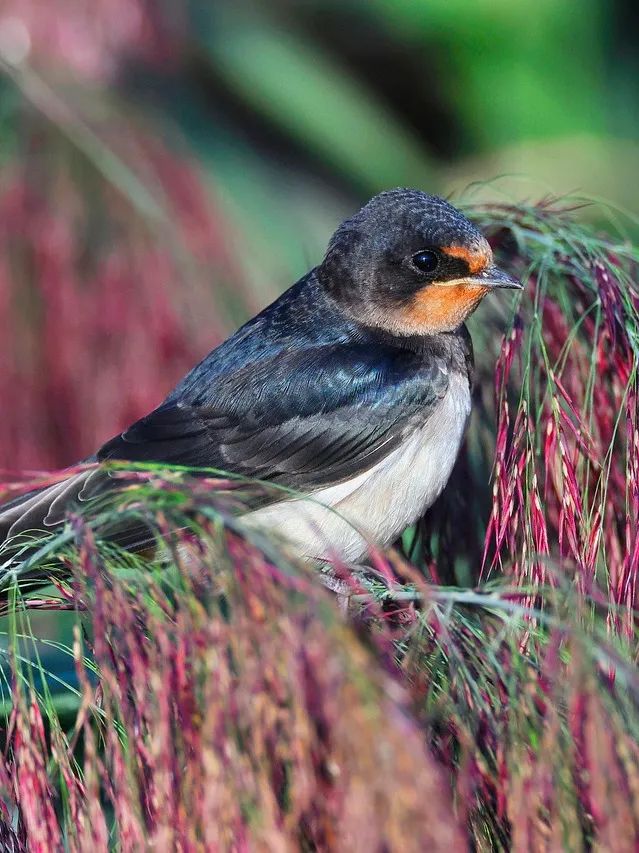 barn-swallow-7452940_1280.jpg