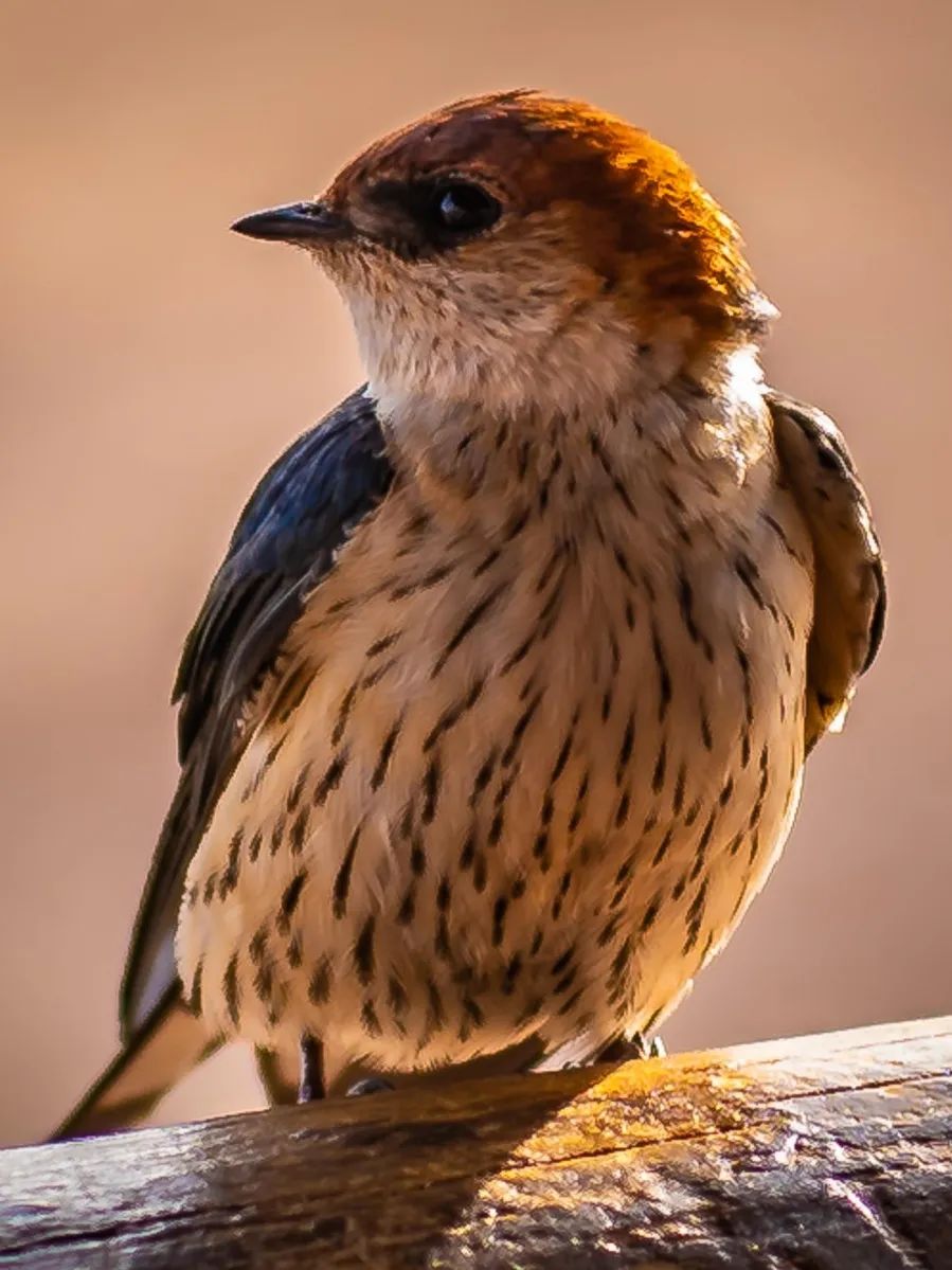 bird-3749177_1280.jpg