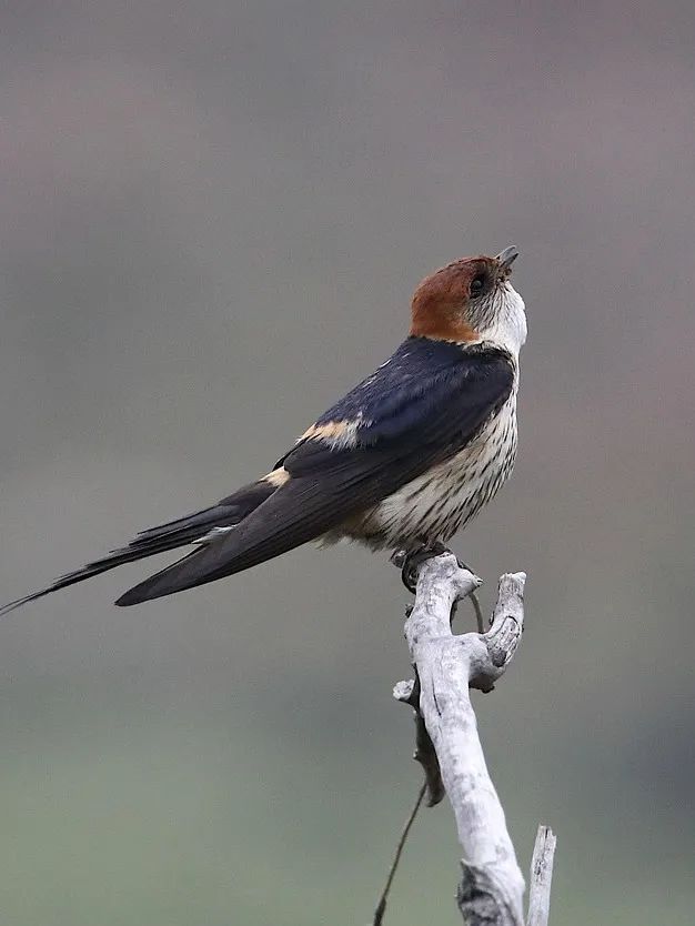swallow-5149966_1280.jpg
