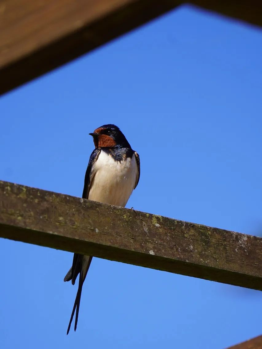 swallow-7265341_1280.jpg