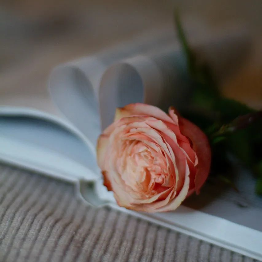rose-6931257_1280.jpg