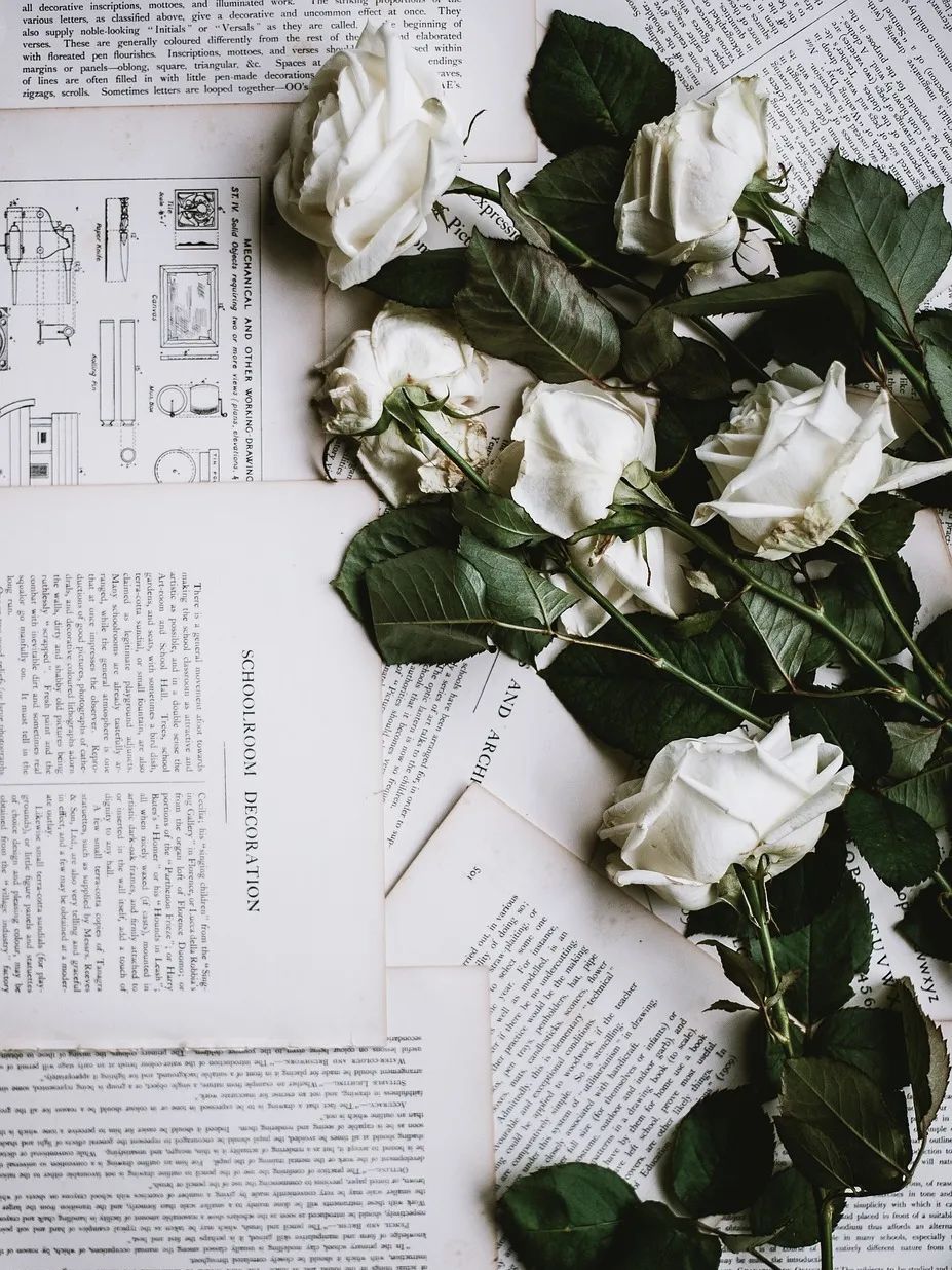 rose-2591291_1280.jpg