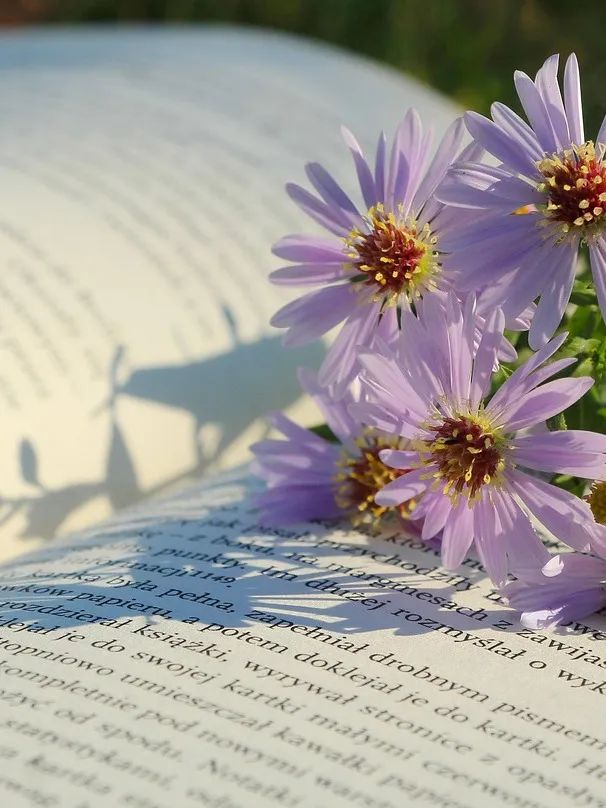 flowers-9115519_1280.jpg