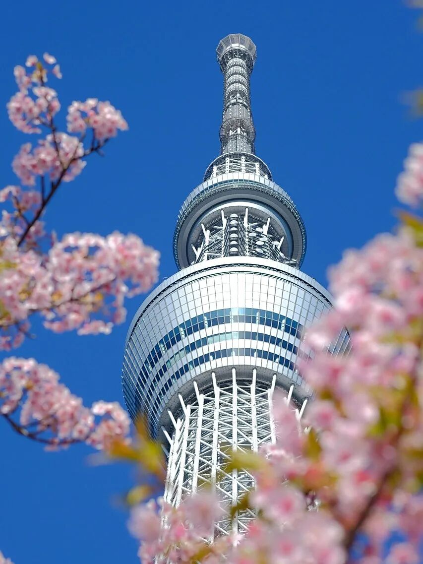 tokyo-skytree-8645455_1280.jpg