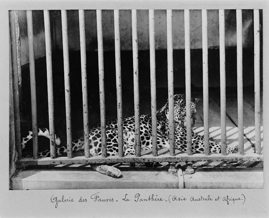 Séeberger_-_Jardin_des_Plantes_de_Paris_43.jpg